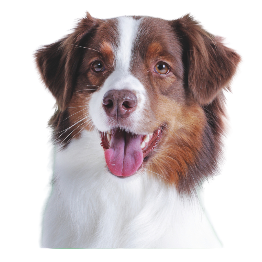 Zylkene Capsules Medium hond 225 mg