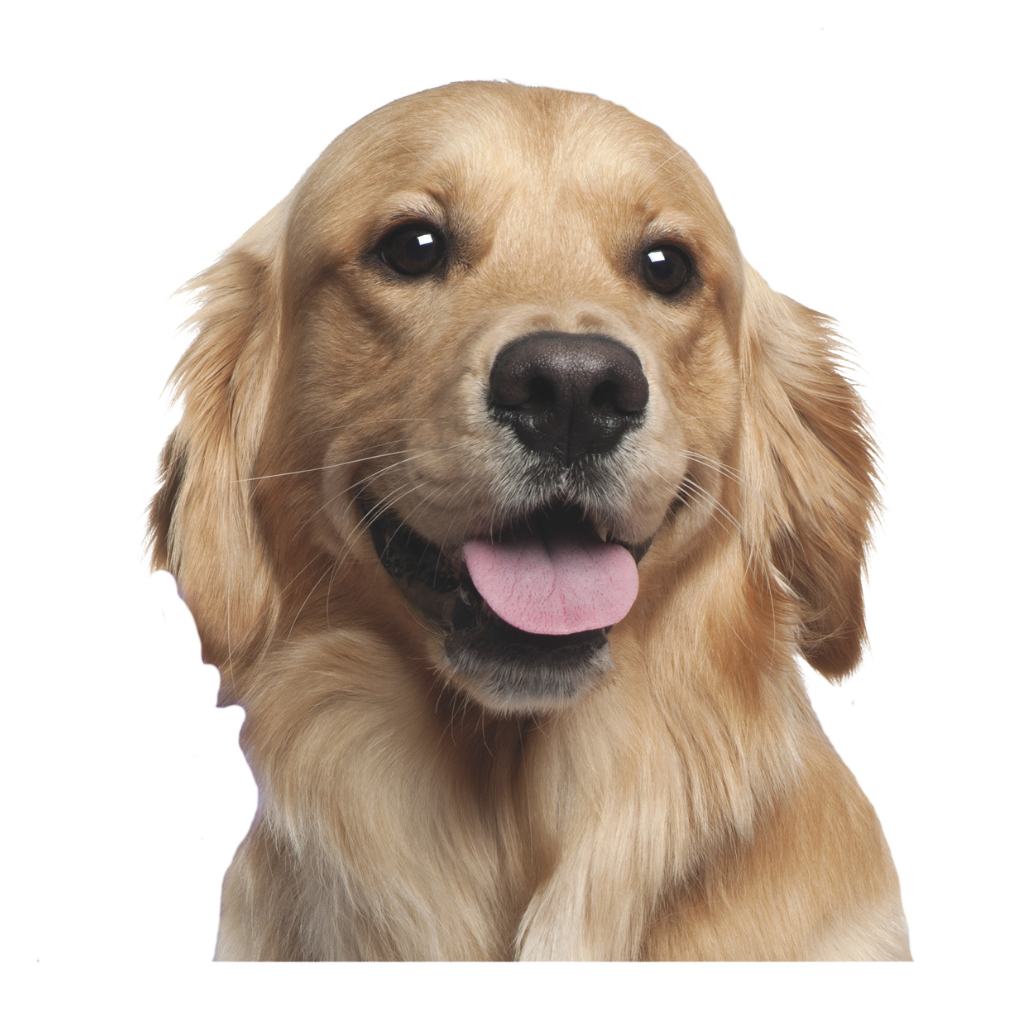 Zylkene Capsules Hond Groot 450 mg