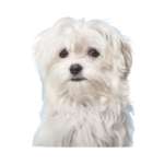 Zylkene Capsules Kleine Hond